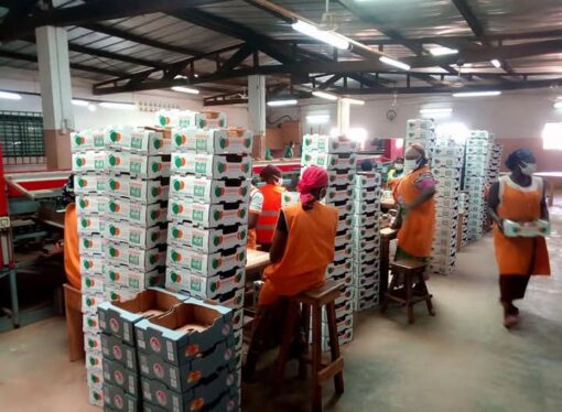 Sinématiali: La campagne de mangue 2025 est marquée par une baisse de la production au niveau des vergers