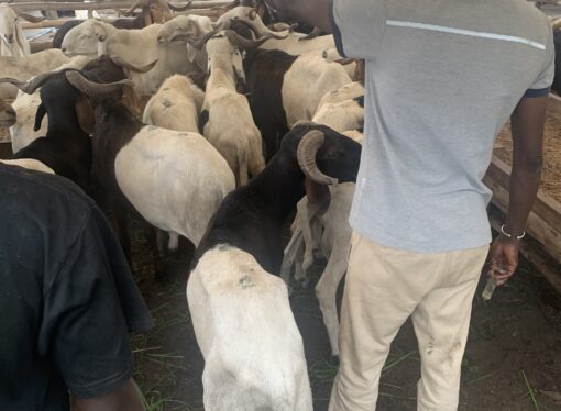  Tabaski 2025: le défi du marché du bétail de Port-Bouët