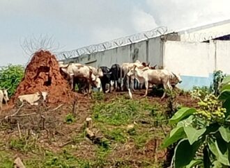 Agboville: la divagation d’animaux au cœur des tensions entre riverains