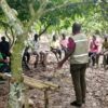 Agriculture: des producteurs de cacao du village de Gbalékro veulent s’assurer un avenir décent