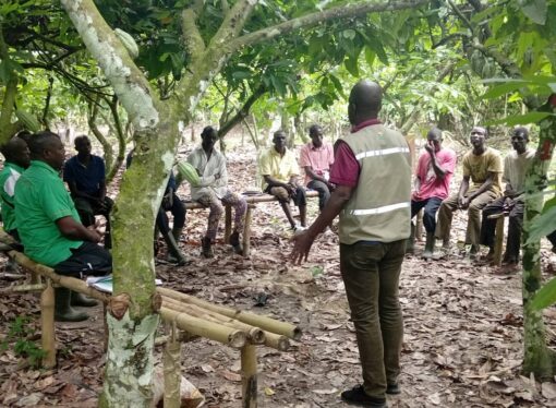 Agriculture: des producteurs de cacao du village de Gbalékro veulent s’assurer un avenir décent