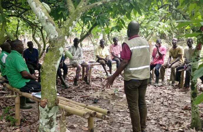 Agriculture: des producteurs de cacao du village de Gbalékro veulent s’assurer un avenir décent