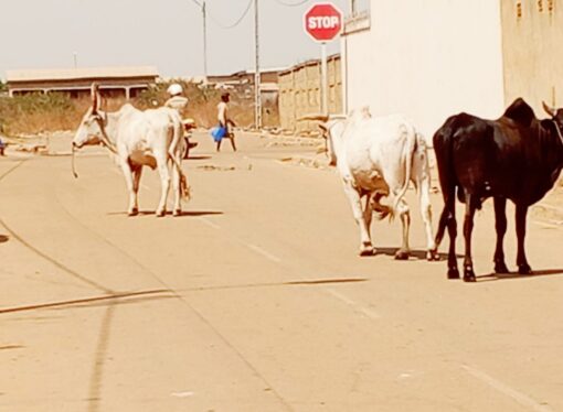 Sinématiali: La divagation des animaux : un danger pour les populations