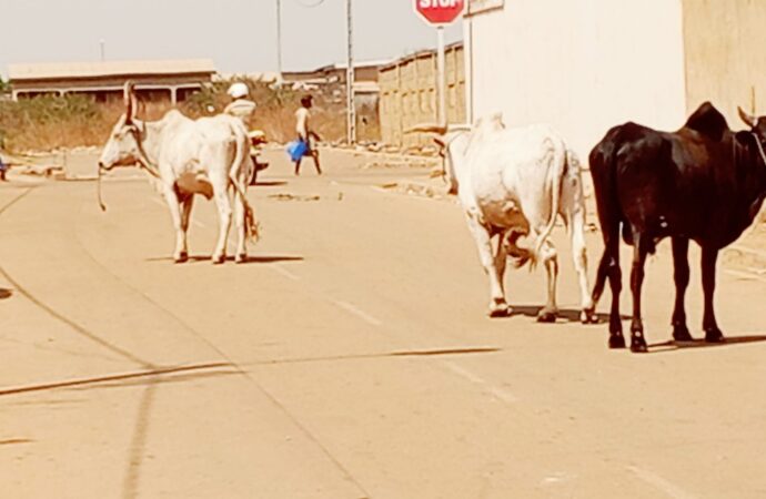 Sinématiali: La divagation des animaux : un danger pour les populations