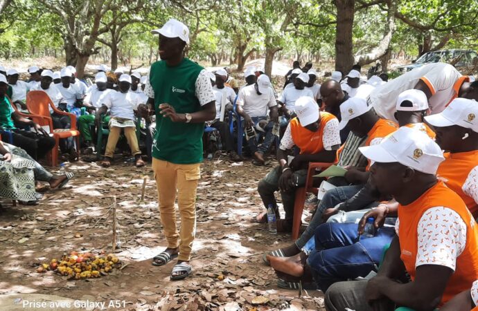 Bondoukou: Sensibilisation des acteurs de la filière anacarde sur l’amélioration et la préservation de la qualité des noix brutes de cajou